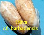 Oliva (Strephona) cf. barbadensis, Petuch & Sargent 1986